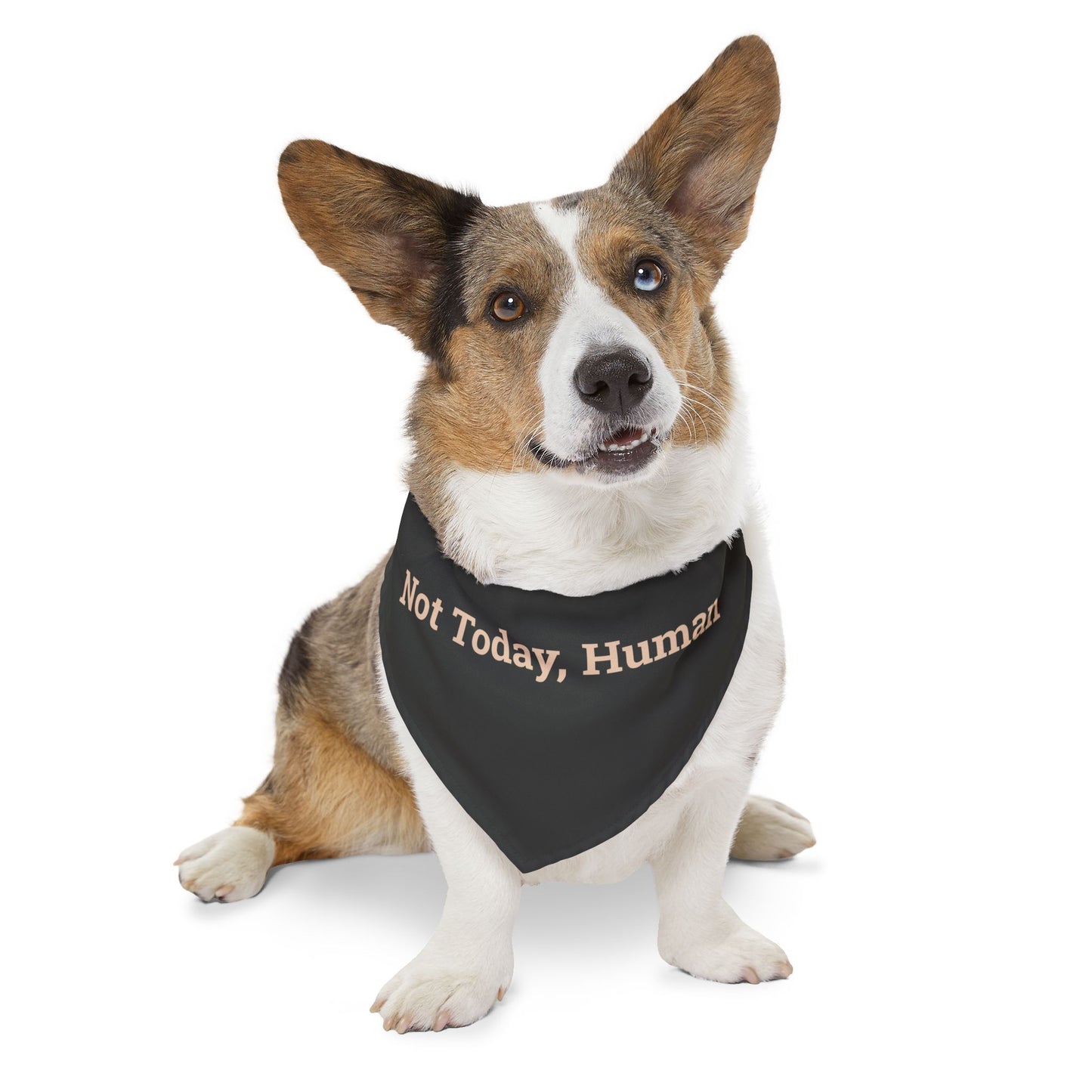 Pet Bandana Collar 'Not Today Human'